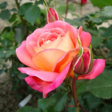 роза Мидсаммер описание 