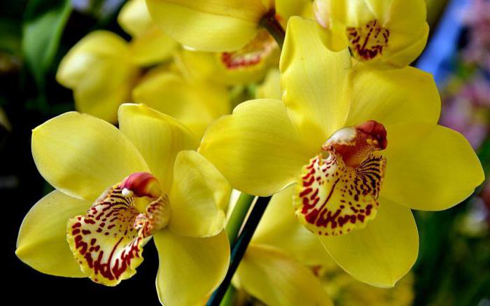 орхидея цимбидиум желтая