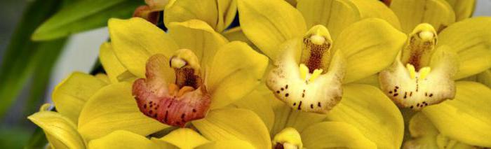 желтые орхидеи