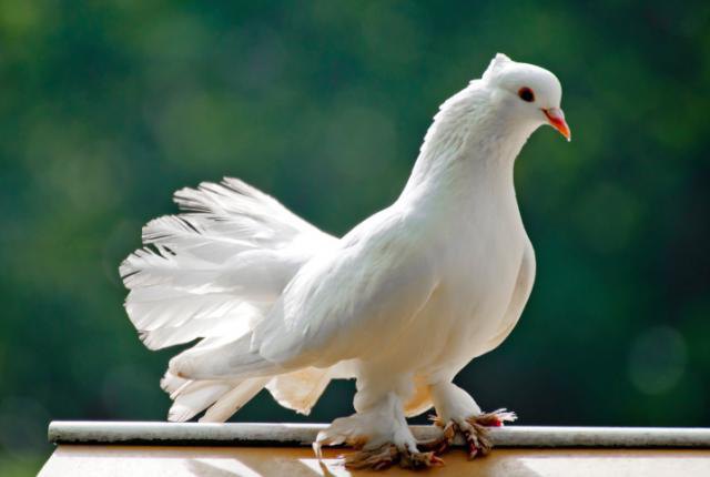 декоративные породы голубей 