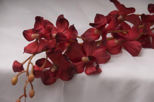 орхидеи красного цвета