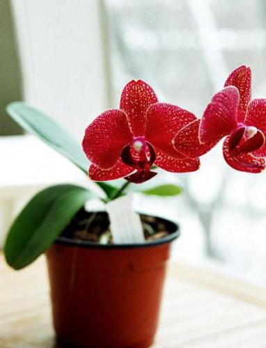 орхидеи красного цвета фото