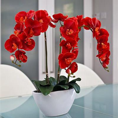 орхидея красная описание