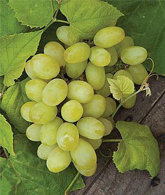 Сорт винограда гарольд