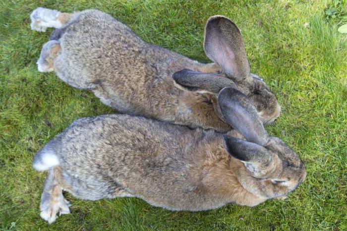 Кролики породы серый великан характеристики