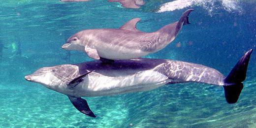 интересные факты о дельфинах 