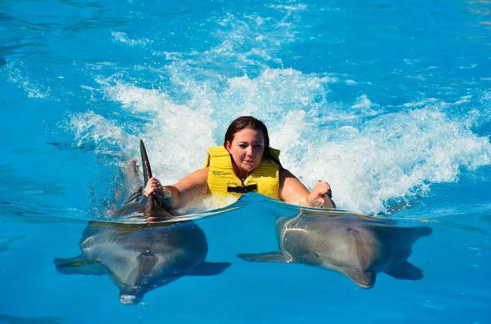 интересные факты про дельфинов