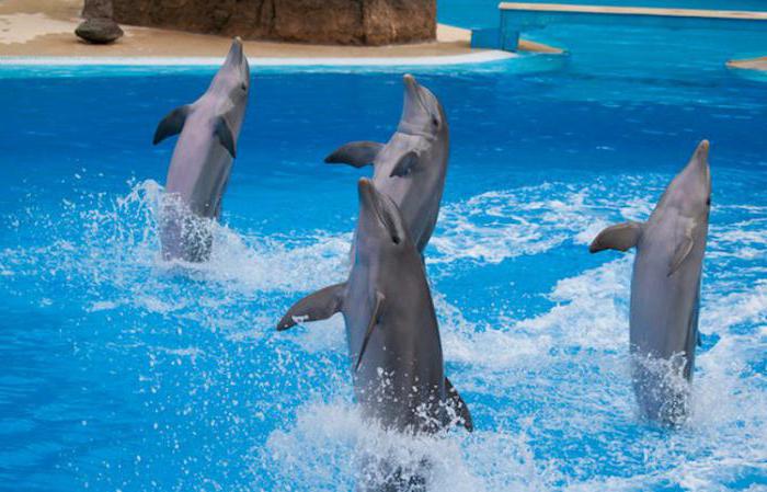  дельфин афалина интересные факты 