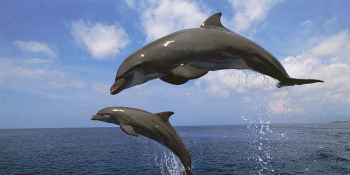 дельфин животное интересные факты