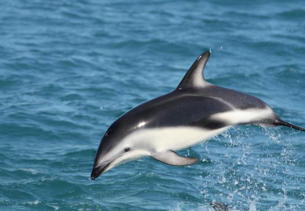 беломордый дельфин