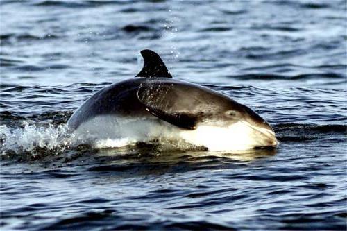 беломордый дельфин фото
