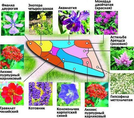  цветники и клумбы для начинающих своими руками