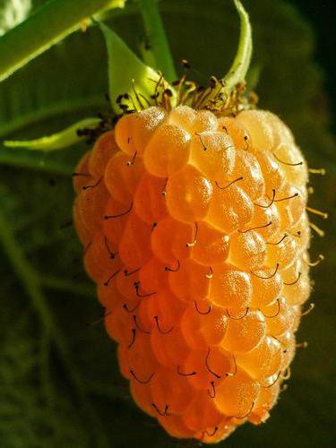 малина Оранжевое чудо описание сорта