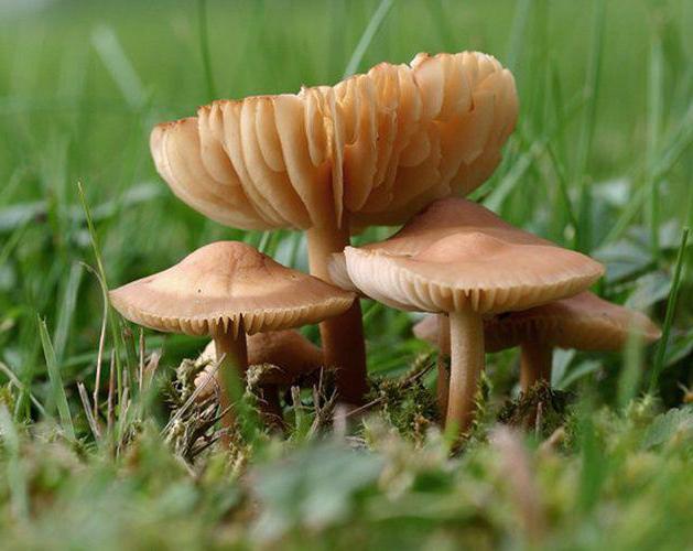  весенние грибы съедобные