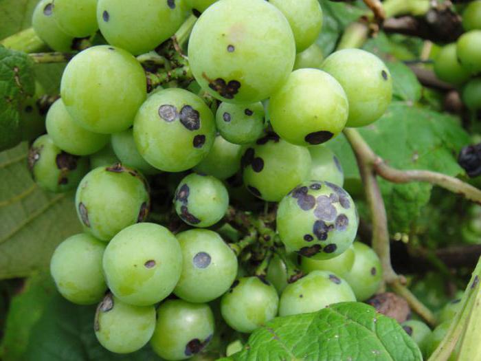 антракноз винограда