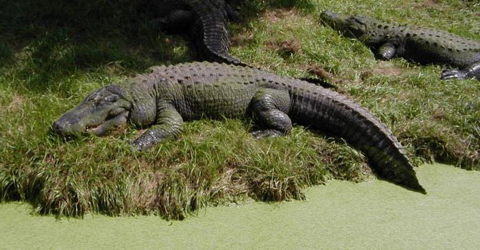 Крокодил где живет