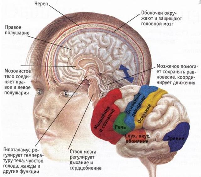 кора головного мозга зоны коры головного мозга 
