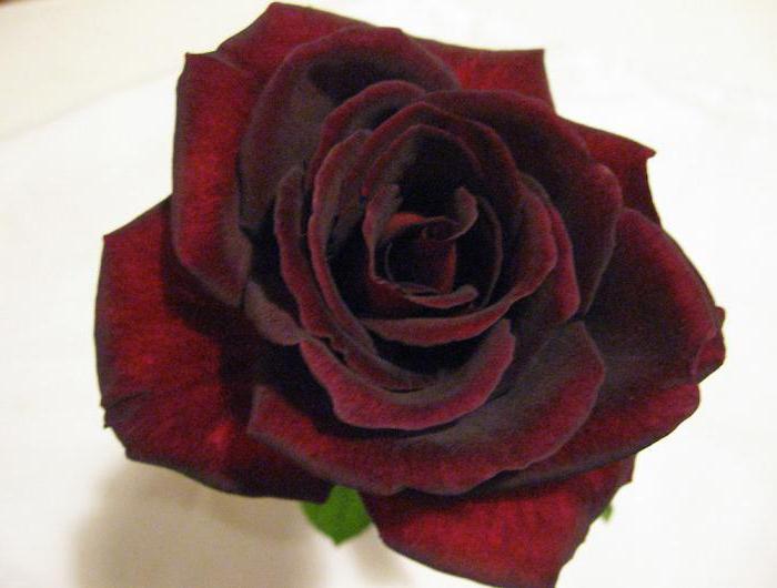 черный принц роза