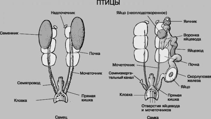 как спариваются голуби анатомический процесс