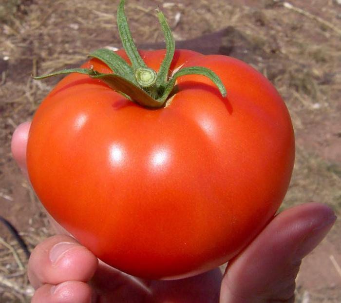 томат волгоградский описание сорта
