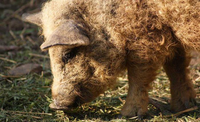 Мангал - порода свиней, отзывы