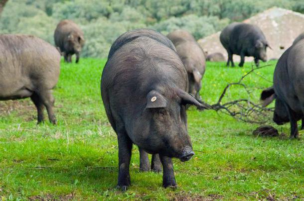 Порода свиней мангал: характеристика, отзывы