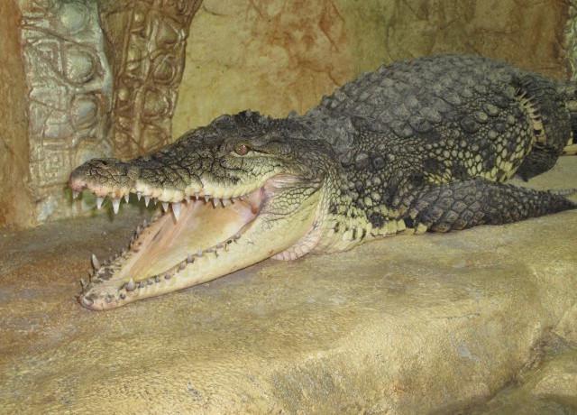 крокодиляриум в ялте 