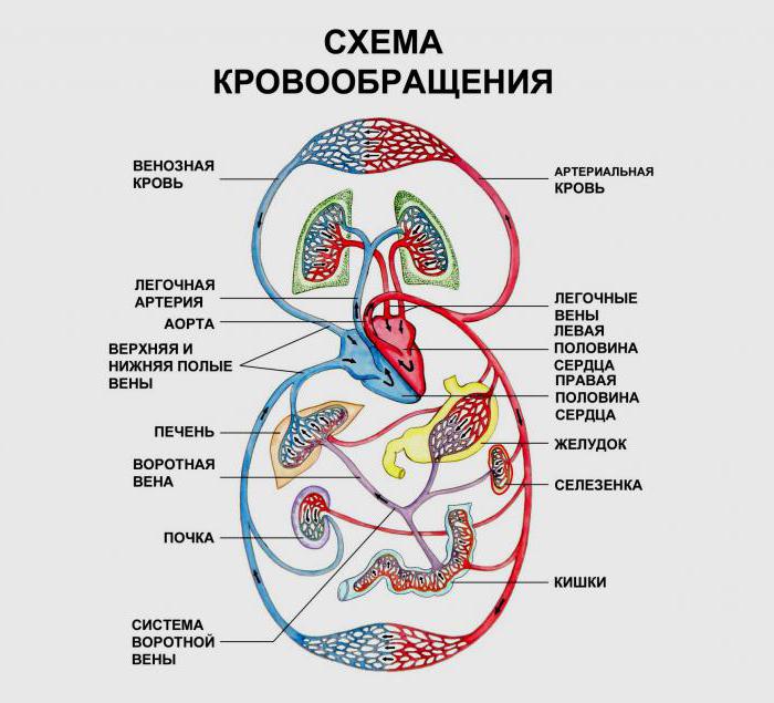  иннервация сердца внесердечные и внутрисердечные нервные сплетения