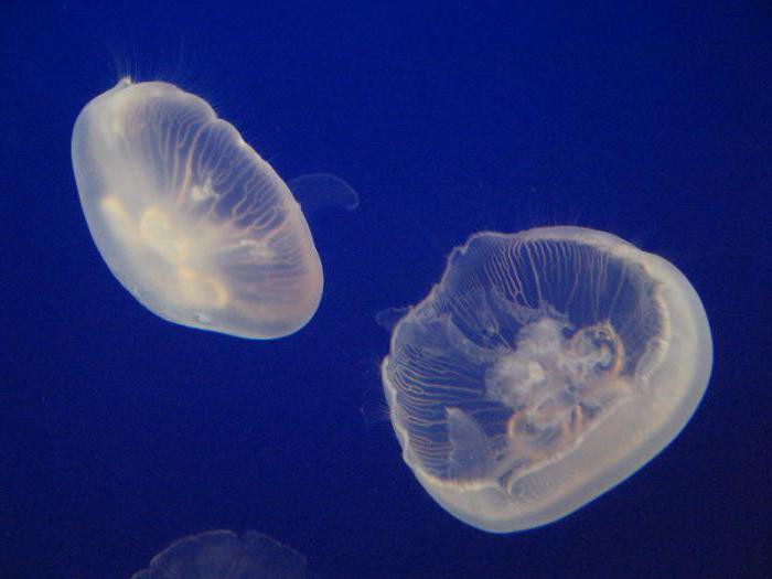 как живет и размножается медуза