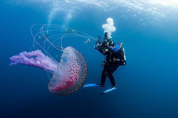 как размножаются медузы черного моря