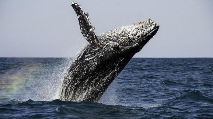 почему киты выбрасываются на берег легенда