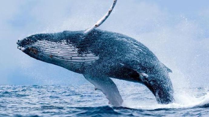 почему синие киты выбрасываются на берег