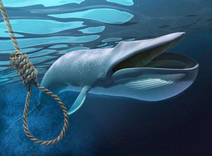 почему киты выбрасываются на берег и умирают