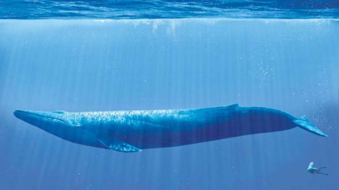 почему выбросились киты на берег