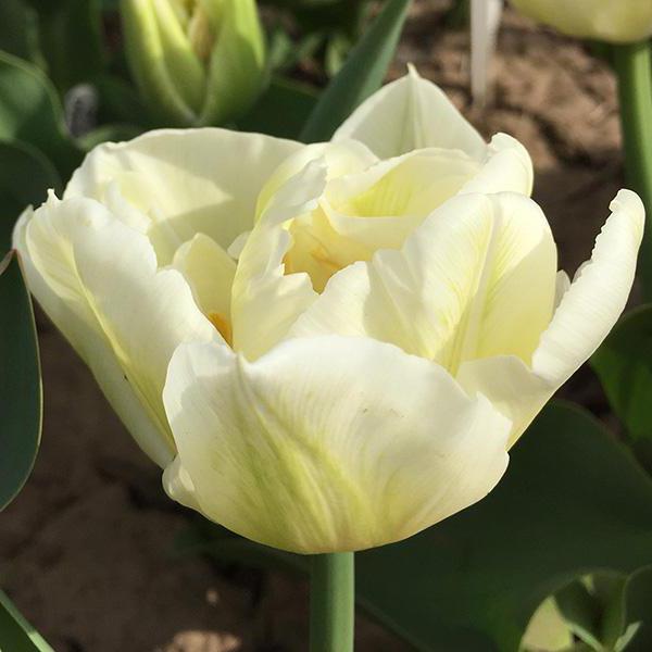 махровые тюльпаны фото