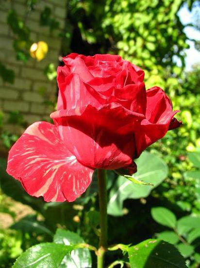 Ред Интуишн роза описание