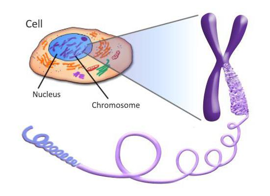 строение хромосом