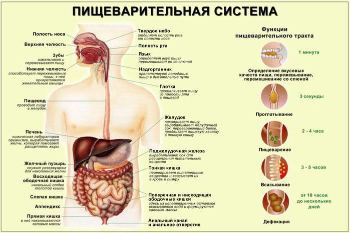 пищеварительные железы