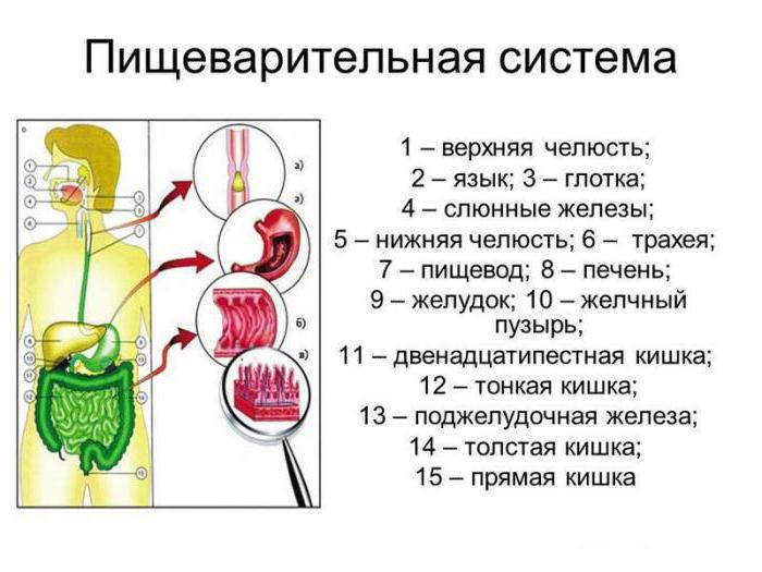 железа пищеварительной системы