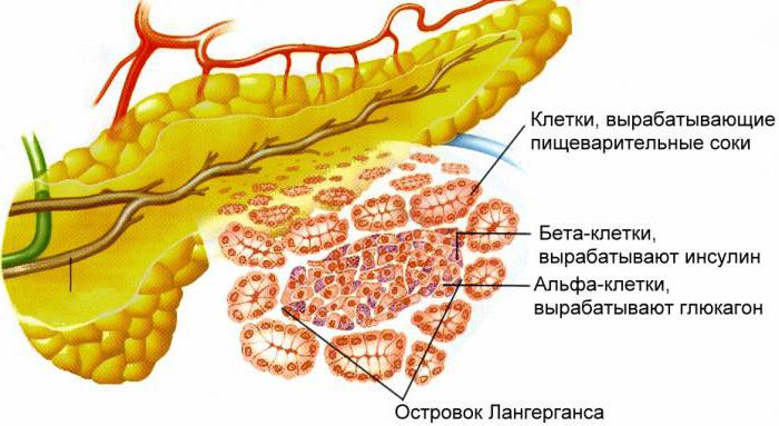 пищеварительные железы человека 