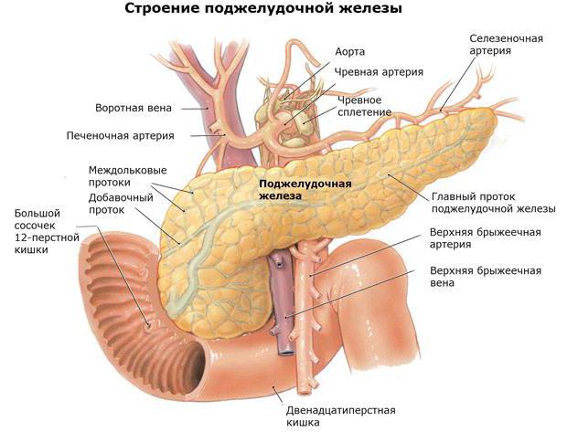 органы пищеварительных желез
