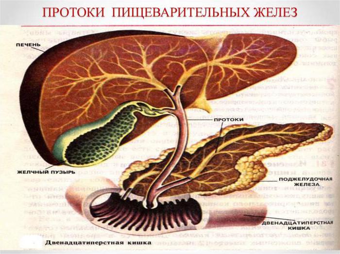 функции пищеварительных желез