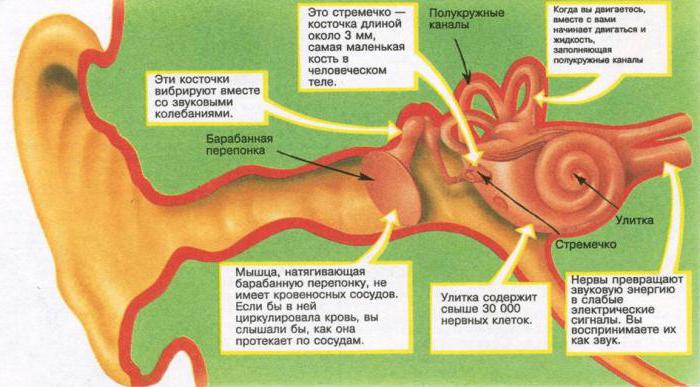 внутреннее ухо анатомия 