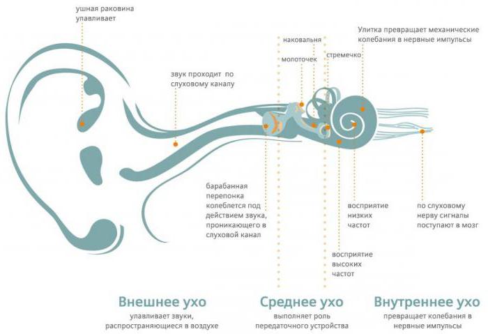 ухо анатомия строение