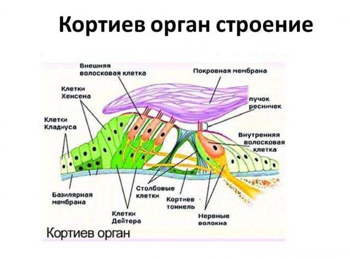 клиническая анатомия уха