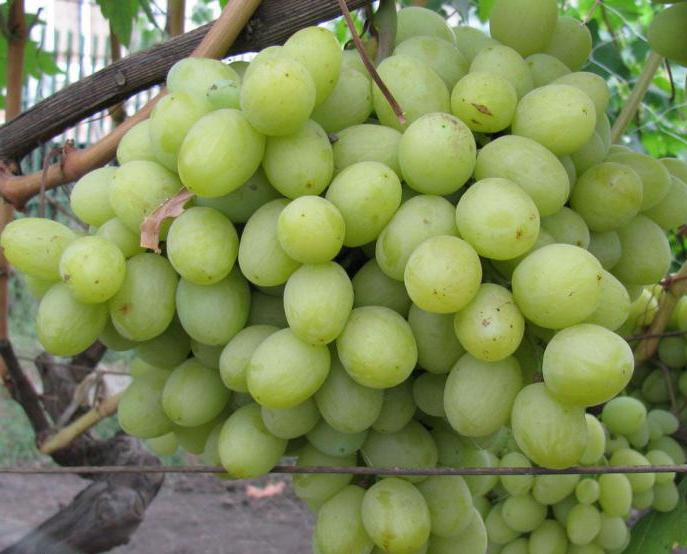 виноград валек фото