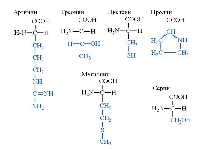 20 стандартных аминокислот