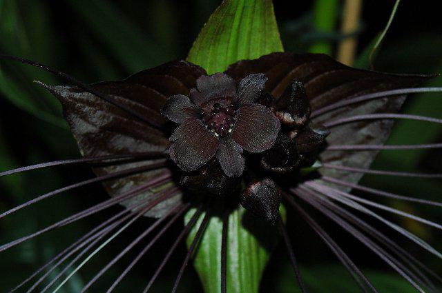 Лилии черного цвета