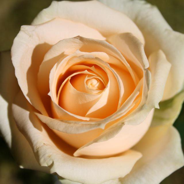роза сорт версилия 