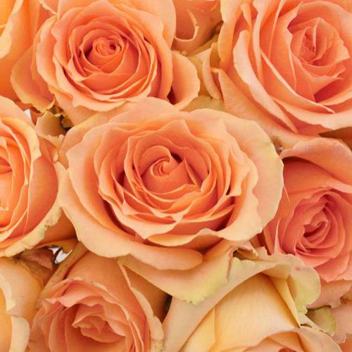 роза версилия фото и описание